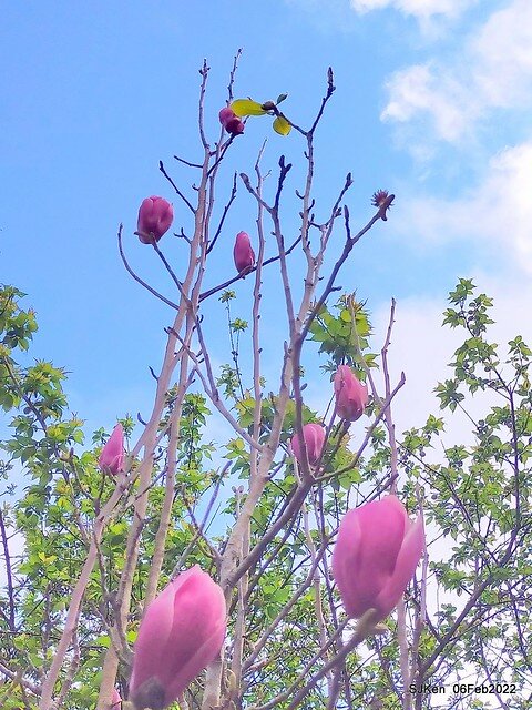 「陽明山花卉試驗中心風信子與香花篇」(Hyacinthus orientalis & other blossoms), Taipei, Taiwan, SJKen, Feb 6, 2022.