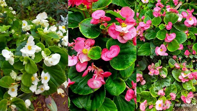 「陽明山花卉試驗中心風信子與香花篇」(Hyacinthus orientalis & other blossoms), Taipei, Taiwan, SJKen, Feb 6, 2022.