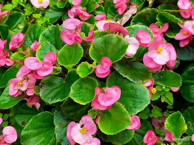 「陽明山花卉試驗中心風信子與香花篇」(Hyacinthus orientalis & other blossoms), Taipei, Taiwan, SJKen, Feb 6, 2022.