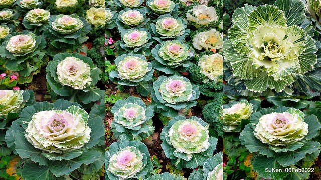 「陽明山花卉試驗中心風信子與香花篇」(Hyacinthus orientalis & other blossoms), Taipei, Taiwan, SJKen, Feb 6, 2022.