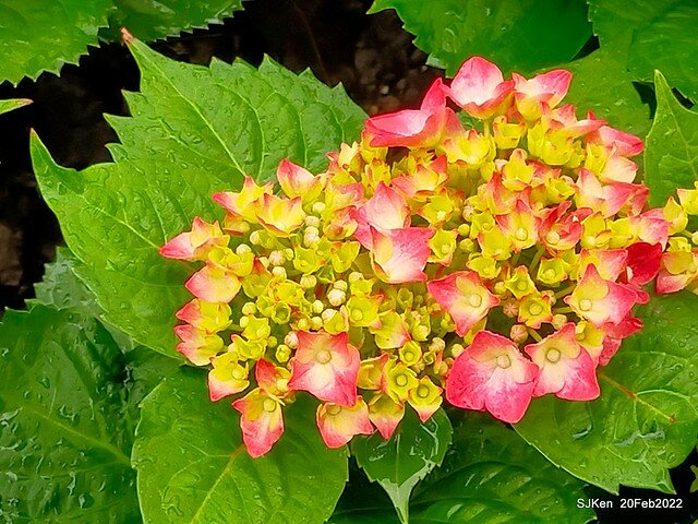 「大安森林公園2022台北杜鵑花季」(Hydrangea & Rhododendron flower exhibition at Da-An forest park), Taipei, Taiwan, SJKen, Feb 20, 2022.