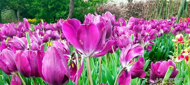 花卉試驗中心鬱金香展(2022 Tulid blossoms exhibition), Taipei, Taiwan, SJKen,Feb 6,  2022.