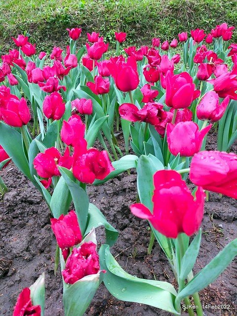 「新店碧潭風景區鬱金香花海」(Tulid blossoms at Pi lake), Hsinpei city, North Taiwan, SJKen, Feb 14, 2022.