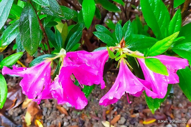 「大安森林公園2022台北杜鵑花季」(Hydrangea & Rhododendron flower exhibition at Da-An forest park), Taipei, Taiwan, SJKen, Feb 20, 2022.