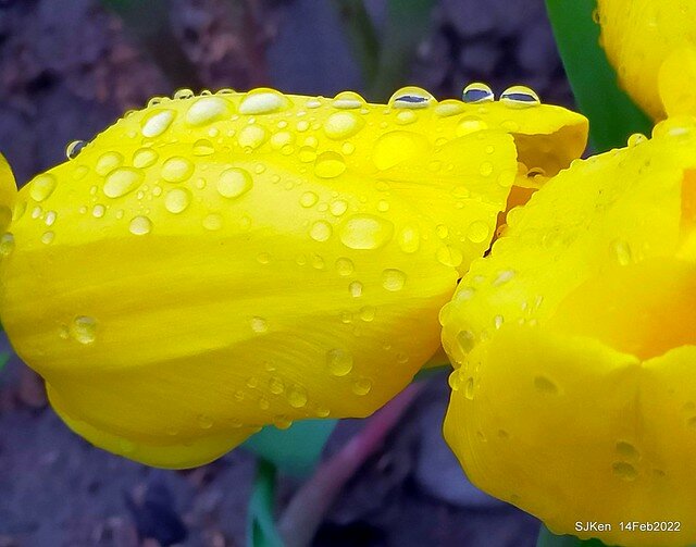 「新店碧潭風景區鬱金香花海」(Tulid blossoms at Pi lake), Hsinpei city, North Taiwan, SJKen, Feb 14, 2022.