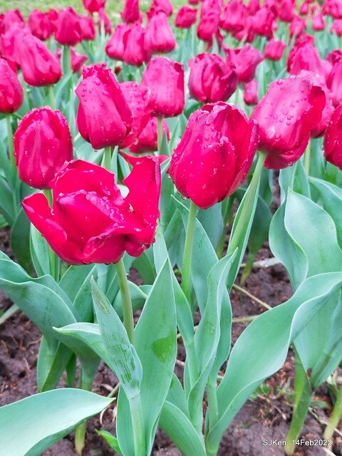 「新店碧潭風景區鬱金香花海」(Tulid blossoms at Pi lake), Hsinpei city, North Taiwan, SJKen, Feb 14, 2022.