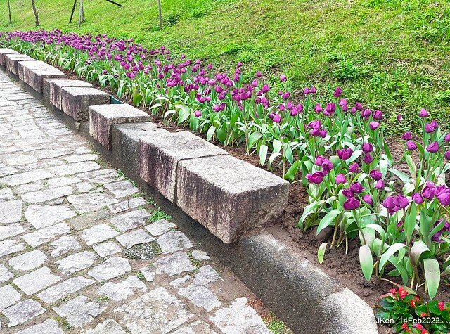 「新店碧潭風景區鬱金香花海」(Tulid blossoms at Pi lake), Hsinpei city, North Taiwan, SJKen, Feb 14, 2022.
