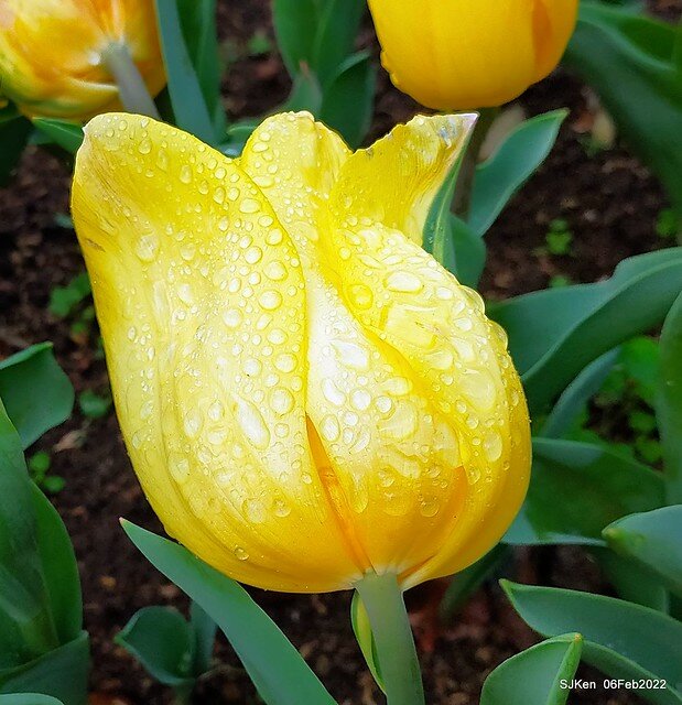 花卉試驗中心鬱金香展(2022 Tulid blossoms exhibition), Taipei, Taiwan, SJKen,Feb 6,  2022.