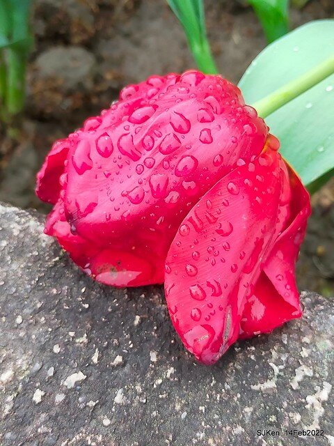 「新店碧潭風景區鬱金香花海」(Tulid blossoms at Pi lake), Hsinpei city, North Taiwan, SJKen, Feb 14, 2022.
