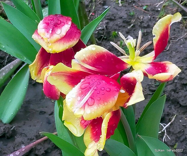 「新店碧潭風景區鬱金香花海」(Tulid blossoms at Pi lake), Hsinpei city, North Taiwan, SJKen, Feb 14, 2022.