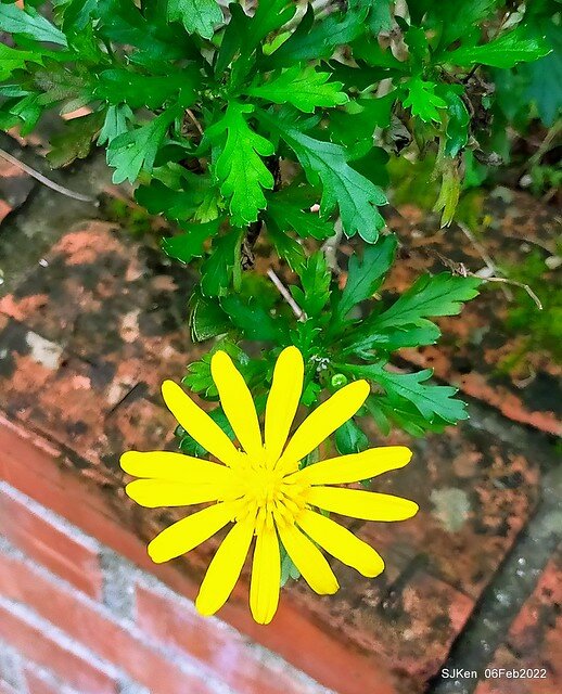「陽明山花卉試驗中心風信子與香花篇」(Hyacinthus orientalis & other blossoms), Taipei, Taiwan, SJKen, Feb 6, 2022.