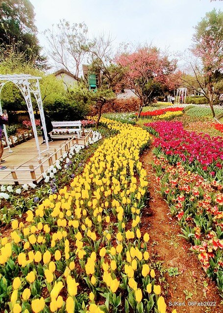 花卉試驗中心鬱金香展(2022 Tulid blossoms exhibition), Taipei, Taiwan, SJKen,Feb 6,  2022.