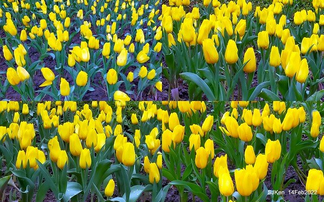 「新店碧潭風景區鬱金香花海」(Tulid blossoms at Pi lake), Hsinpei city, North Taiwan, SJKen, Feb 14, 2022.