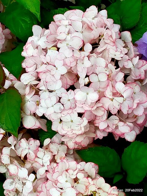 「大安森林公園2022台北杜鵑花季」(Hydrangea & Rhododendron flower exhibition at Da-An forest park), Taipei, Taiwan, SJKen, Feb 20, 2022.