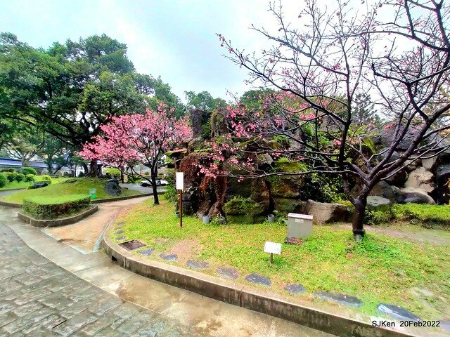 「中正紀念堂」寒流雨中賞櫻與杜鵑花(Cherry Blossom & Rhododendron at C.K.S. Memorial Hall), Taipei, Taiwan, SJKen, Feb 20, 2022.