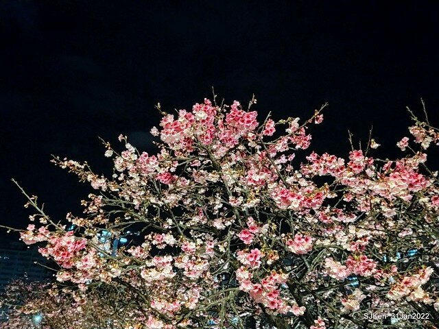 「2022台北東湖樂活夜櫻季」(2022 Taipei Lohas Cherry Blossoms Festival), Taipei, Taiwan, SJKen, Jan 31, 2022.