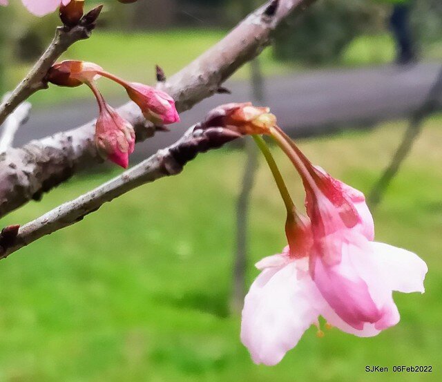 花卉試驗中心櫻花篇(2022 Cherry blossoms ), Taipei, Taiwan, SJKen,Feb 6, 2022.