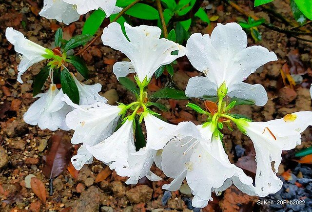 「大安森林公園2022台北杜鵑花季」(Hydrangea & Rhododendron flower exhibition at Da-An forest park), Taipei, Taiwan, SJKen, Feb 20, 2022.
