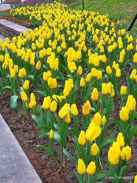 「新店碧潭風景區鬱金香花海」(Tulid blossoms at Pi lake), Hsinpei city, North Taiwan, SJKen, Feb 14, 2022.