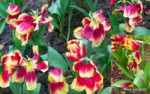 「新店碧潭風景區鬱金香花海」(Tulid blossoms at Pi lake), Hsinpei city, North Taiwan, SJKen, Feb 14, 2022.
