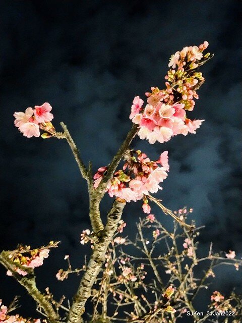 「2022台北東湖樂活夜櫻季」(2022 Taipei Lohas Cherry Blossoms Festival), Taipei, Taiwan, SJKen, Jan 31, 2022.