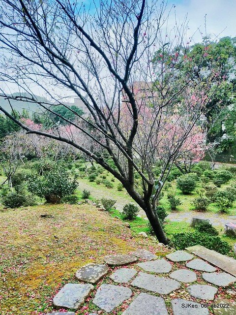 花卉試驗中心櫻花篇(2022 Cherry blossoms ), Taipei, Taiwan, SJKen,Feb 6, 2022.