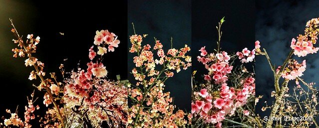 「2022台北東湖樂活夜櫻季」(2022 Taipei Lohas Cherry Blossoms Festival), Taipei, Taiwan, SJKen, Jan 31, 2022.