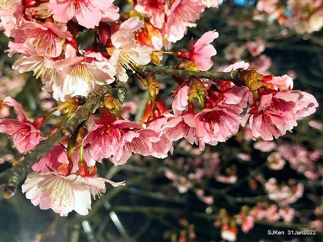 「2022台北東湖樂活夜櫻季」(2022 Taipei Lohas Cherry Blossoms Festival), Taipei, Taiwan, SJKen, Jan 31, 2022.
