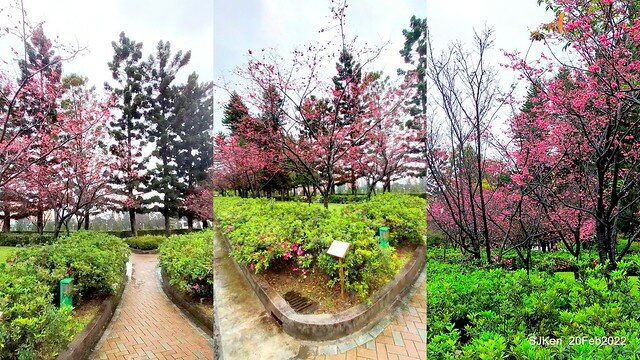 「中正紀念堂」寒流雨中賞櫻與杜鵑花(Cherry Blossom & Rhododendron at C.K.S. Memorial Hall), Taipei, Taiwan, SJKen, Feb 20, 2022.