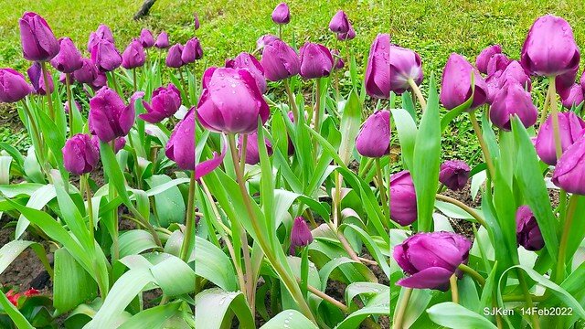 「新店碧潭風景區鬱金香花海」(Tulid blossoms at Pi lake), Hsinpei city, North Taiwan, SJKen, Feb 14, 2022.