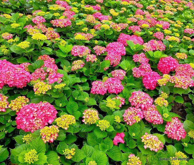 「大安森林公園2022台北杜鵑花季」(Hydrangea & Rhododendron flower exhibition at Da-An forest park), Taipei, Taiwan, SJKen, Feb 20, 2022.