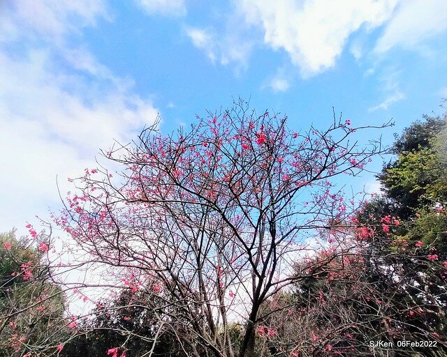 花卉試驗中心櫻花篇(2022 Cherry blossoms ), Taipei, Taiwan, SJKen,Feb 6, 2022.