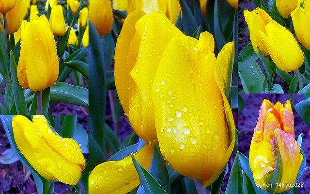 「新店碧潭風景區鬱金香花海」(Tulid blossoms at Pi lake), Hsinpei city, North Taiwan, SJKen, Feb 14, 2022.