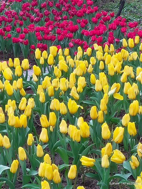 「新店碧潭風景區鬱金香花海」(Tulid blossoms at Pi lake), Hsinpei city, North Taiwan, SJKen, Feb 14, 2022.