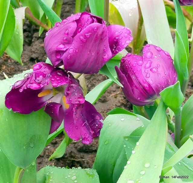 「新店碧潭風景區鬱金香花海」(Tulid blossoms at Pi lake), Hsinpei city, North Taiwan, SJKen, Feb 14, 2022.