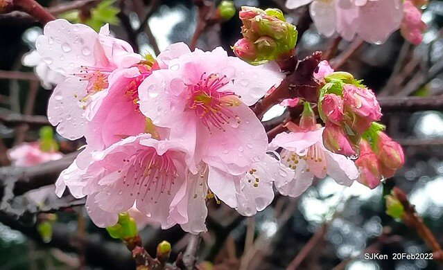 「中正紀念堂」寒流雨中賞櫻與杜鵑花(Cherry Blossom & Rhododendron at C.K.S. Memorial Hall), Taipei, Taiwan, SJKen, Feb 20, 2022.