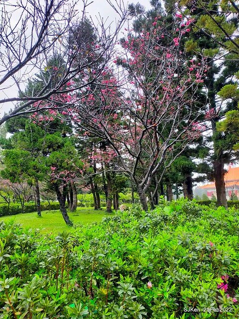 「中正紀念堂」寒流雨中賞櫻與杜鵑花(Cherry Blossom & Rhododendron at C.K.S. Memorial Hall), Taipei, Taiwan, SJKen, Feb 20, 2022.