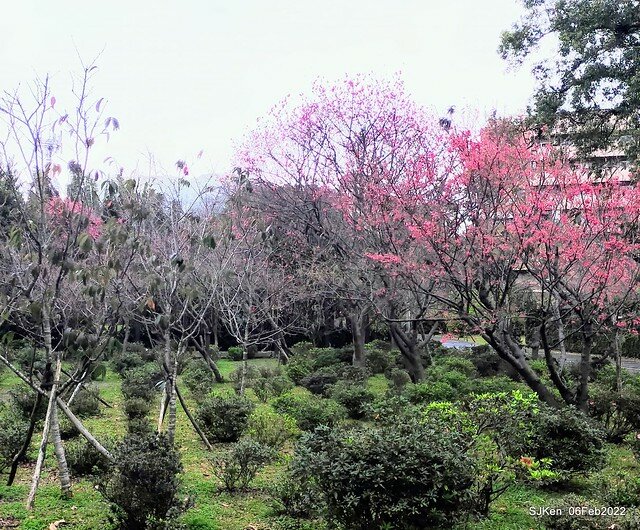 花卉試驗中心櫻花篇(2022 Cherry blossoms ), Taipei, Taiwan, SJKen,Feb 6, 2022.