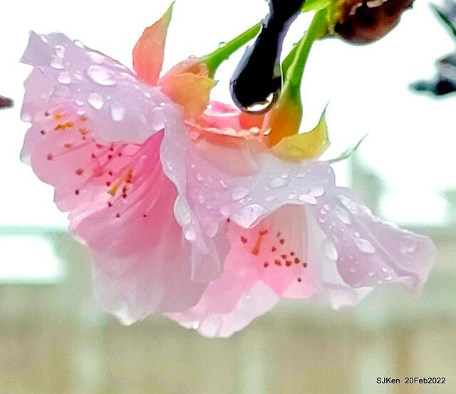 「中正紀念堂」寒流雨中賞櫻與杜鵑花(Cherry Blossom & Rhododendron at C.K.S. Memorial Hall), Taipei, Taiwan, SJKen, Feb 20, 2022.