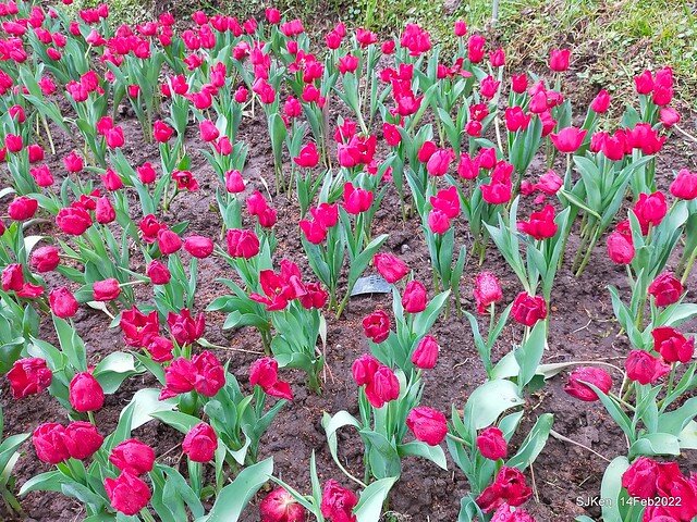 「新店碧潭風景區鬱金香花海」(Tulid blossoms at Pi lake), Hsinpei city, North Taiwan, SJKen, Feb 14, 2022.