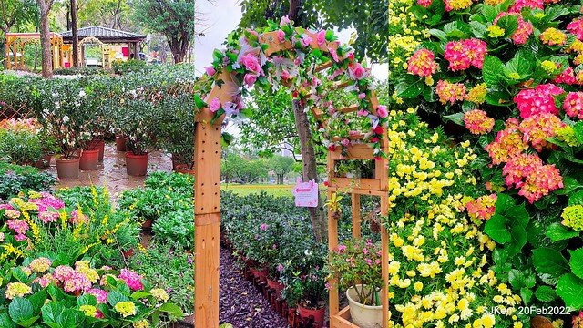 「大安森林公園2022台北杜鵑花季」(Hydrangea & Rhododendron flower exhibition at Da-An forest park), Taipei, Taiwan, SJKen, Feb 20, 2022.