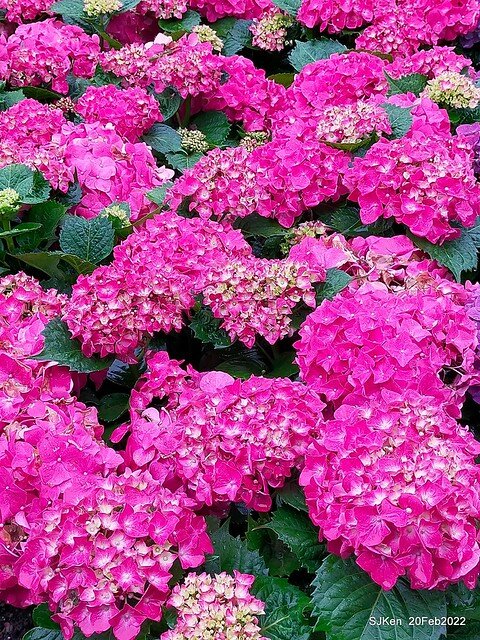 「大安森林公園2022台北杜鵑花季」(Hydrangea & Rhododendron flower exhibition at Da-An forest park), Taipei, Taiwan, SJKen, Feb 20, 2022.