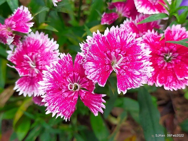 「陽明山花卉試驗中心風信子與香花篇」(Hyacinthus orientalis & other blossoms), Taipei, Taiwan, SJKen, Feb 6, 2022.