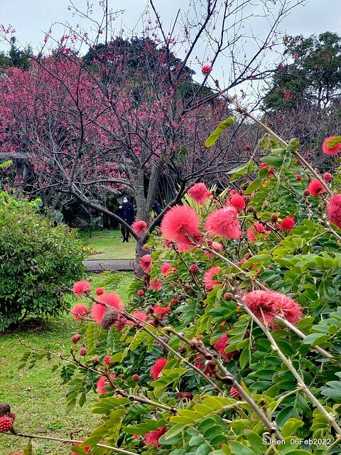 「陽明山花卉試驗中心風信子與香花篇」(Hyacinthus orientalis & other blossoms), Taipei, Taiwan, SJKen, Feb 6, 2022.
