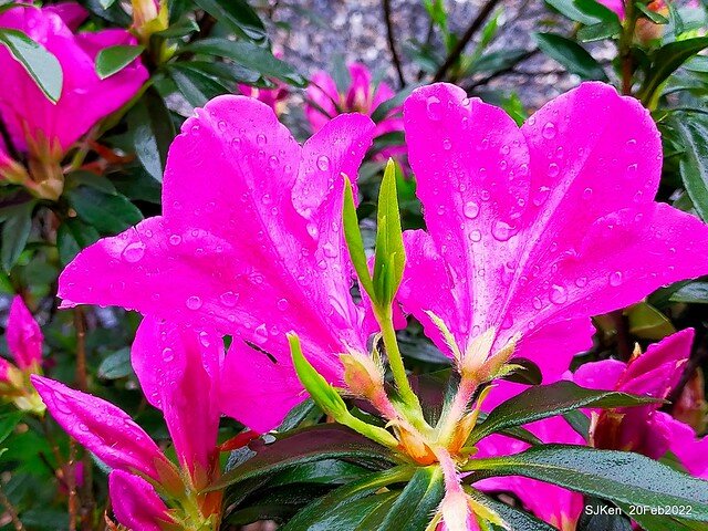 「大安森林公園2022台北杜鵑花季」(Hydrangea & Rhododendron flower exhibition at Da-An forest park), Taipei, Taiwan, SJKen, Feb 20, 2022.