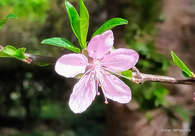 花卉試驗中心櫻花篇(2022 Cherry blossoms ), Taipei, Taiwan, SJKen,Feb 6, 2022.