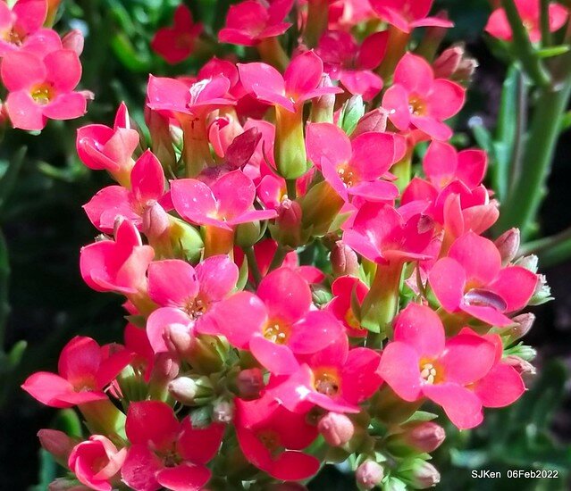 「陽明山花卉試驗中心風信子與香花篇」(Hyacinthus orientalis & other blossoms), Taipei, Taiwan, SJKen, Feb 6, 2022.