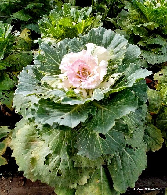 「陽明山花卉試驗中心風信子與香花篇」(Hyacinthus orientalis & other blossoms), Taipei, Taiwan, SJKen, Feb 6, 2022.