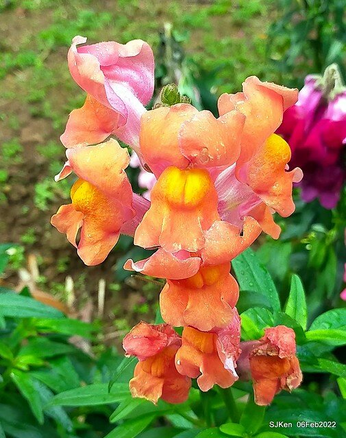 「陽明山花卉試驗中心風信子與香花篇」(Hyacinthus orientalis & other blossoms), Taipei, Taiwan, SJKen, Feb 6, 2022.