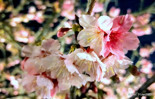 「2022台北東湖樂活夜櫻季」(2022 Taipei Lohas Cherry Blossoms Festival), Taipei, Taiwan, SJKen, Jan 31, 2022.
